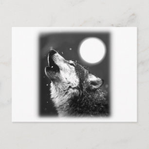 Varg Howling i Måne Vykort
