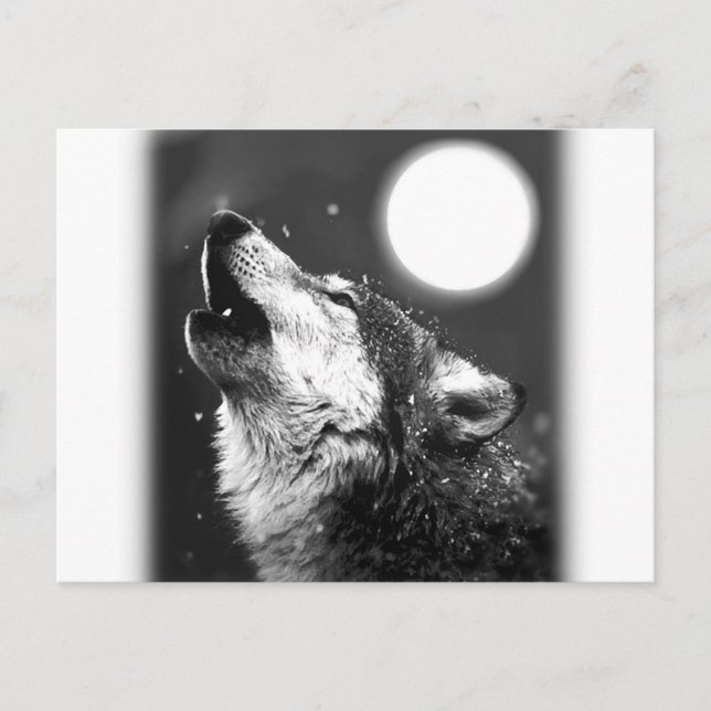 Varg Howling i Måne Vykort (Framsida)
