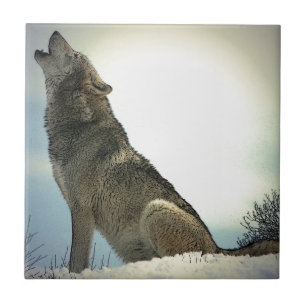 Varg Howling i Snö Kakelplatta
