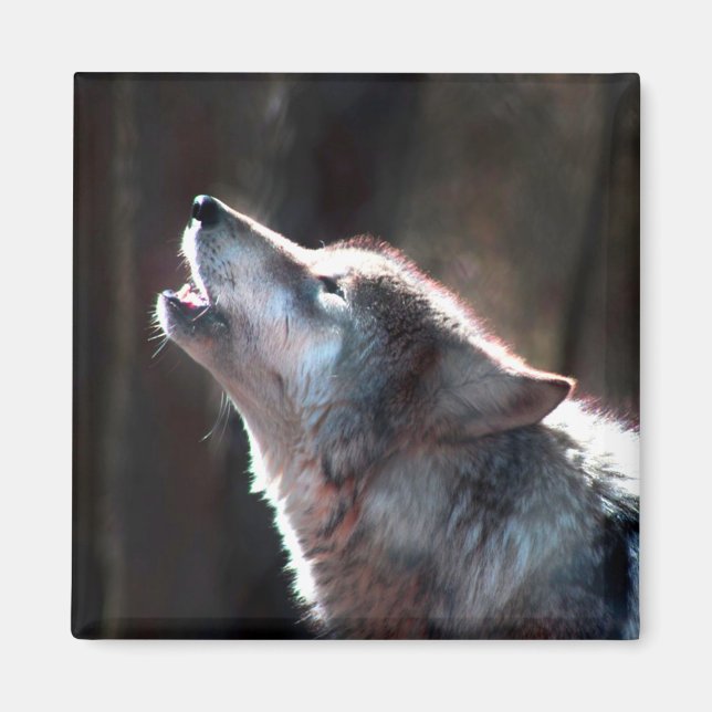 Varg Howling Lone Varg Magnet (Framsidan)