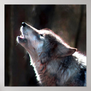 Varg Howling Lone Varg Poster