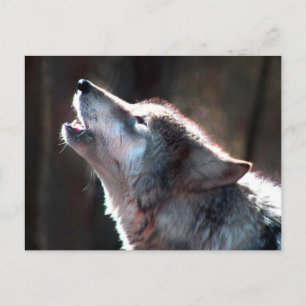 Varg Howling Lone Varg Vykort