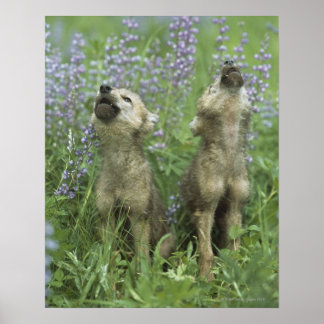 Varg hundvalpar som kör i skugga poster