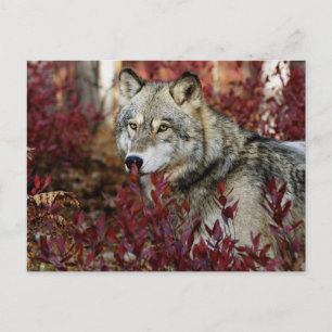 Varg i Fall Foliage Vykort
