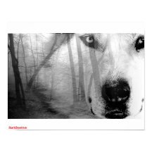 Varg i Forest Poster DarkSpectrum original