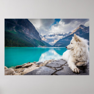 Varg i Sjö Louise, kanadensiska Rockies Poster