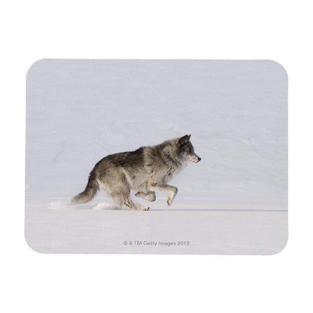 VARG i SNÖ 2 Magnet (Horisontell)