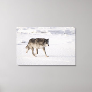 VARG i SNÖ Canvastryck