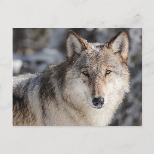 Varg i Snö-fotovykortet Vykort (Framsida)