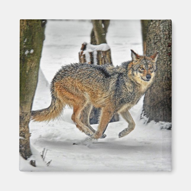 Varg i Snö Magnet (Framsidan)