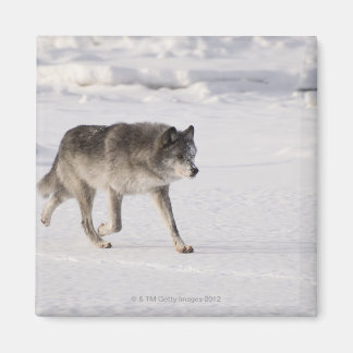 VARG i SNÖ Magnet