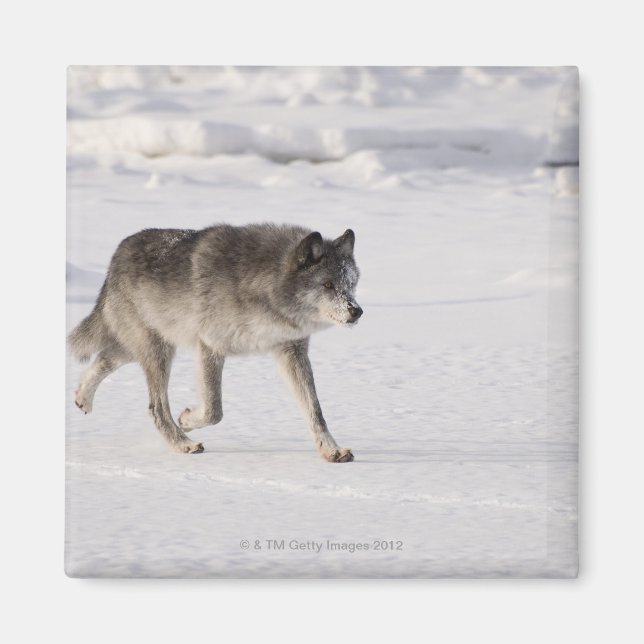 VARG i SNÖ Magnet (Framsidan)