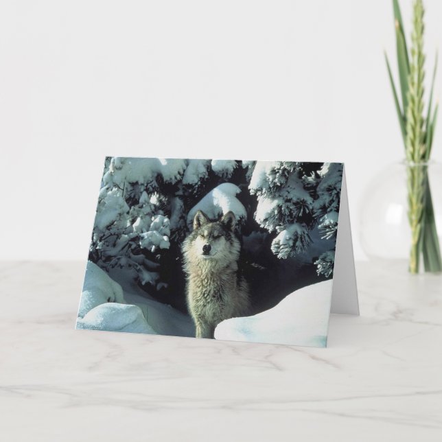 VARG i SNÖ Tack Kort (Framsida)