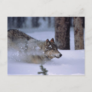 Varg i Snö Vykort
