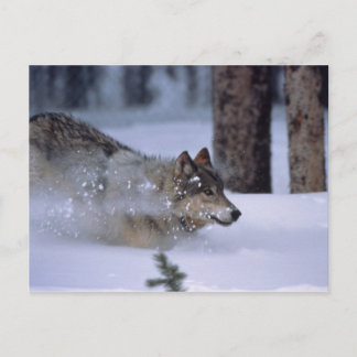 Varg i Snö Vykort
