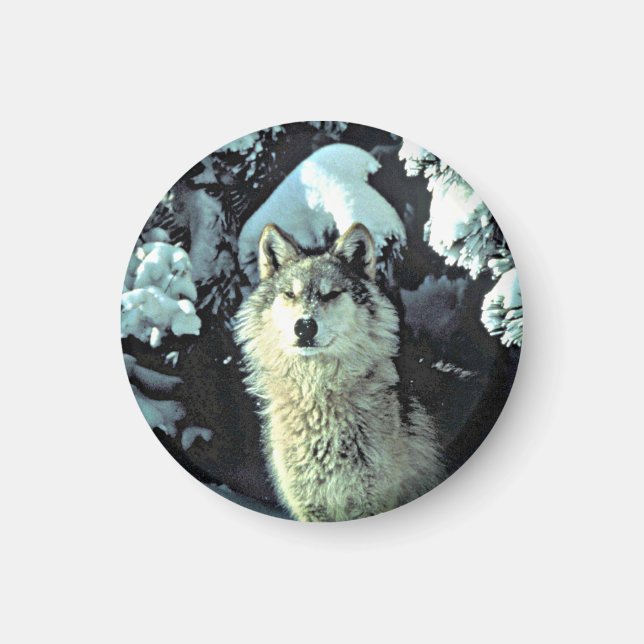 Varg i snön magnet (Framsidan)