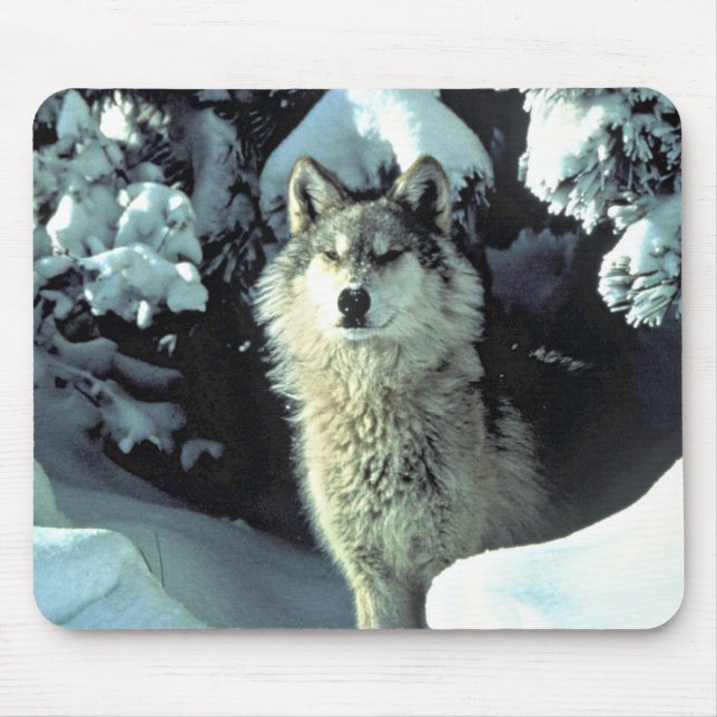 Varg i vinter skog blick musmatta (Framsidan)