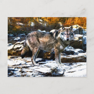 "Varg i vinter" Vykort
