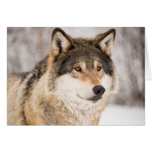 Varg i vinterskog OBS kort (Framsidan Horizontal)