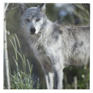 Varg i Yellowstone Kakelplatta