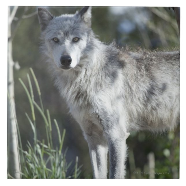 Varg i Yellowstone Kakelplatta (Framsidan)