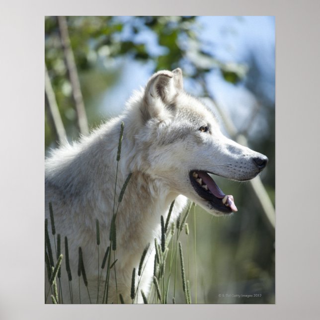 Varg i Yellowstone. Poster (Framsidan)