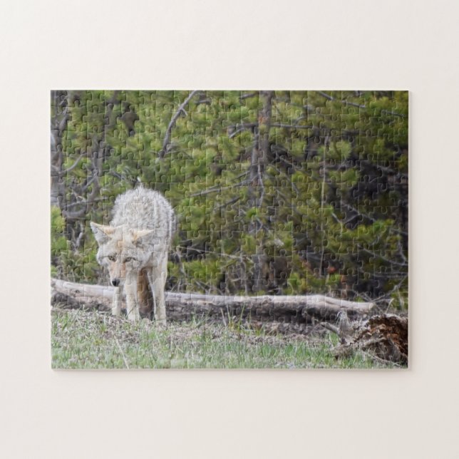 Varg i Yellowstone Puzzle Pussel (Horisontell)