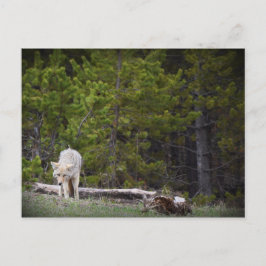 Varg i Yellowstone Vykort