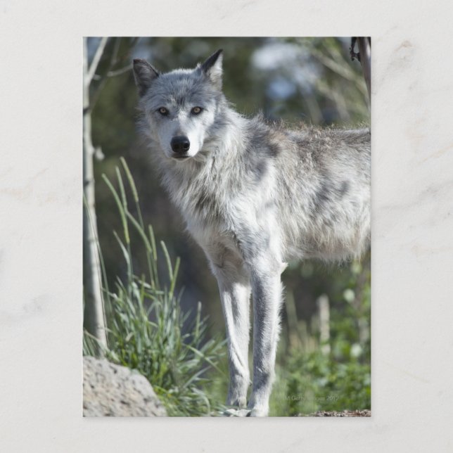 Varg i Yellowstone Vykort (Framsida)