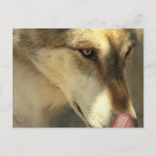 Varg Lunch-vykort Vykort