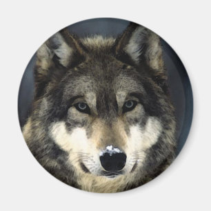 Varg Magnet