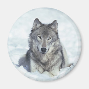 Varg Magnet