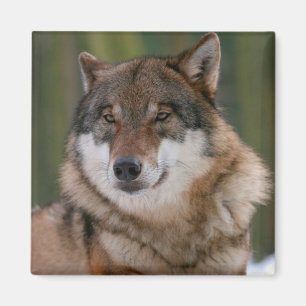 Varg Magnet