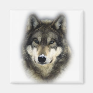 Varg Magnet