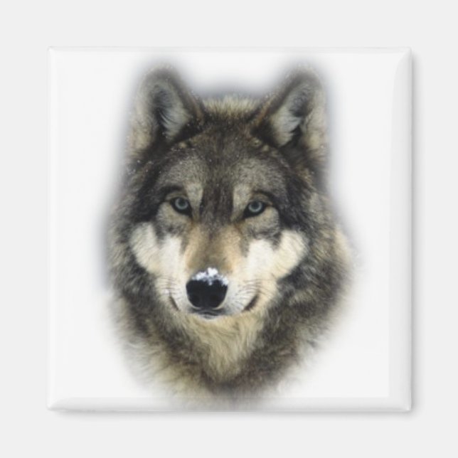 Varg Magnet (Framsidan)
