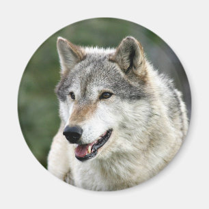 Varg Magnet