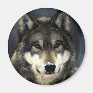 Varg Magnet