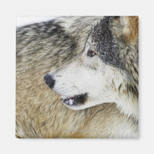 Varg Magnet
