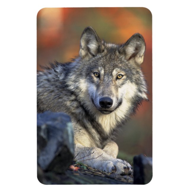 Varg Magnet (Vertikal)