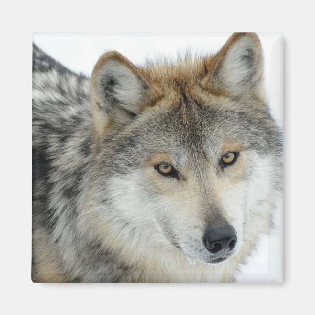 Varg Magnet (Framsidan)
