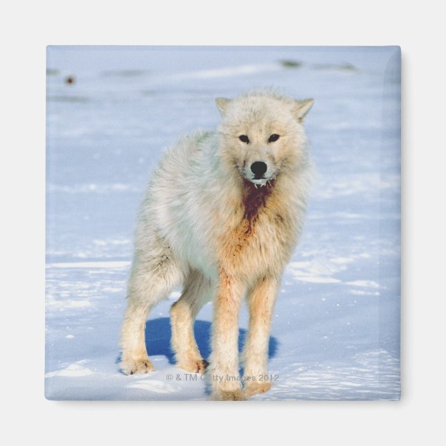 Varg Magnet (Framsidan)