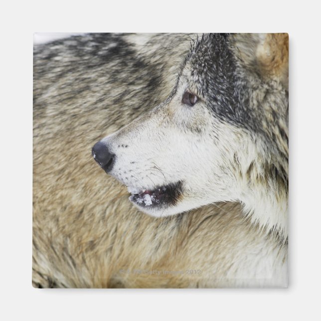 Varg Magnet (Framsidan)