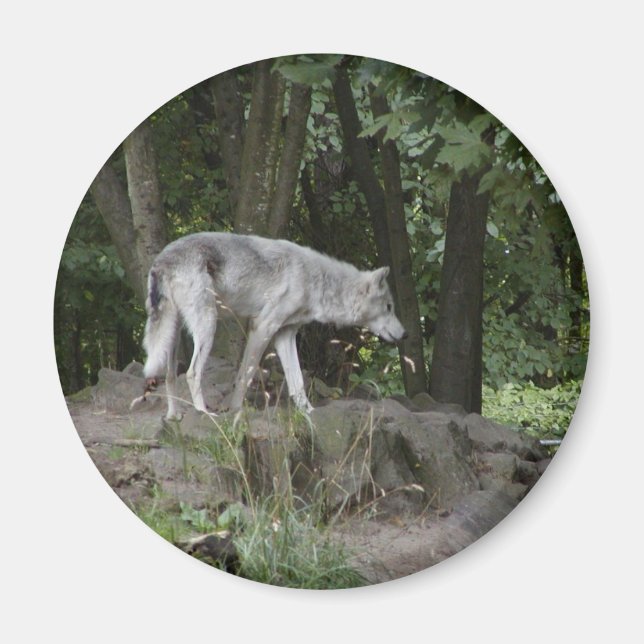 Varg Magnet (Framsidan)