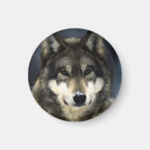 Varg Magnet