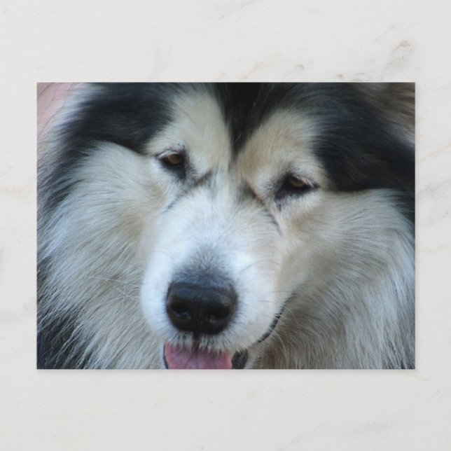 Varg Malamute Bild vykort (Framsida)
