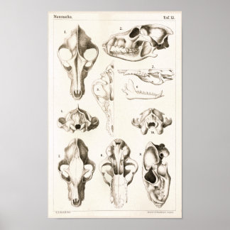 Varg och Fox Döskallars Veterinary Anatomy Print Poster