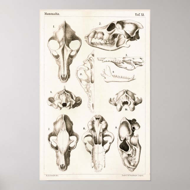 Varg och Fox Döskallars Veterinary Anatomy Print Poster (Framsidan)