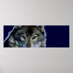 Varg Ögon Poster