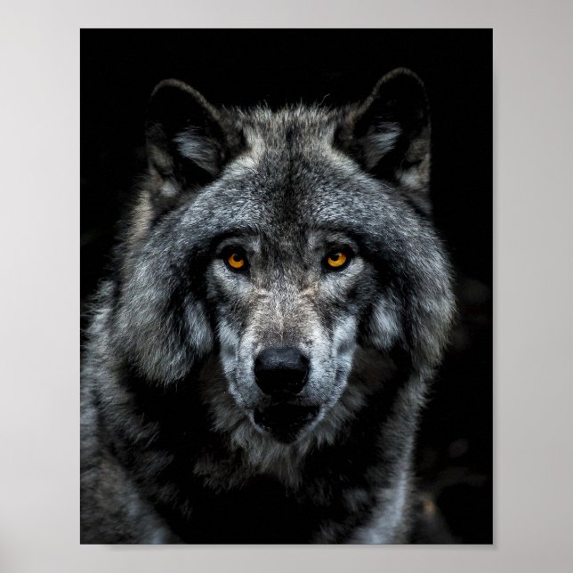 Varg Orange Ögon Vilda Djur Naturen Poster (Framsidan)