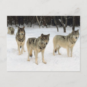 Varg Pack Vykort